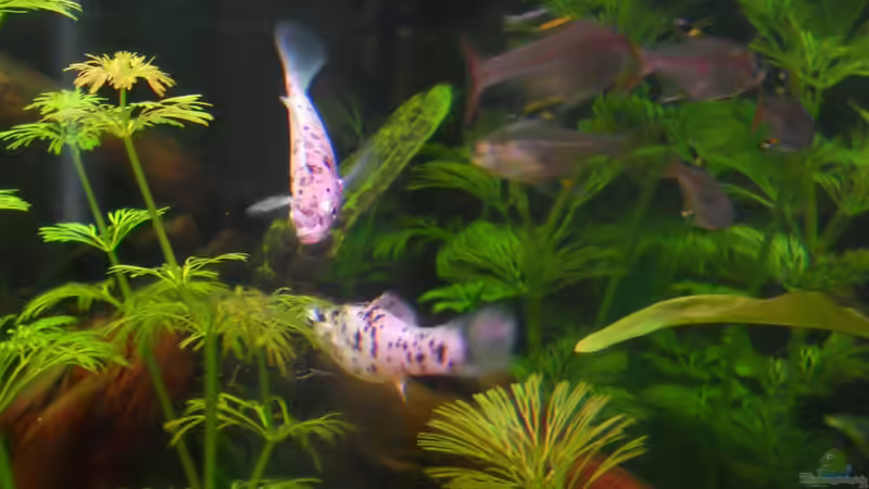 Besatz im Aquarium Kleene Pfütze von Kampfstulle (18)