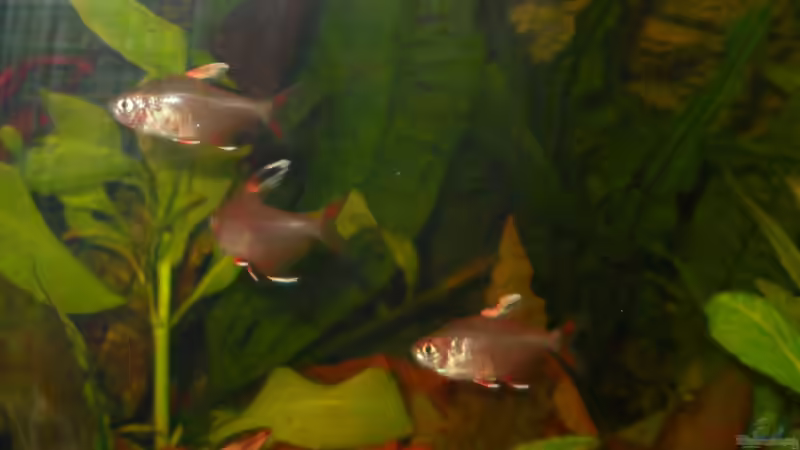 Besatz im Aquarium Kleene Pfütze von Kampfstulle (19)