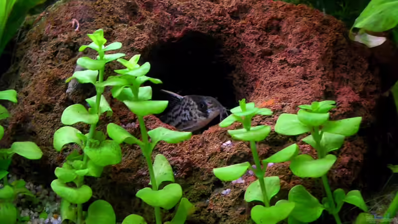 Besatz im Aquarium Kleene Pfütze von Kampfstulle (9)