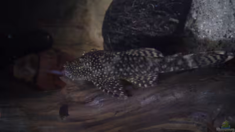 Besatz im Aquarium klein aber fein von Kai Kern (13)