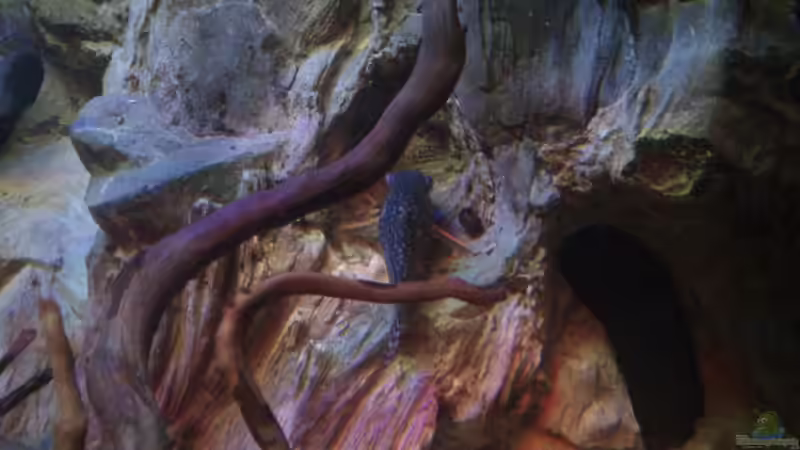 Besatz im Aquarium klein aber fein von Kai Kern (14)