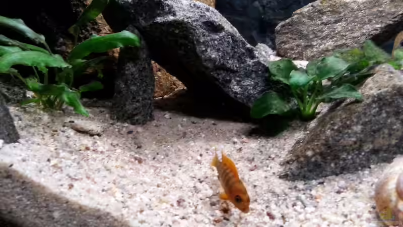 Besatz im Aquarium klein Afrika von junger Aquarianer (57)