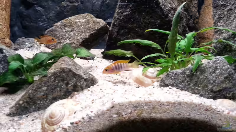 Besatz im Aquarium klein Afrika von junger Aquarianer (58)