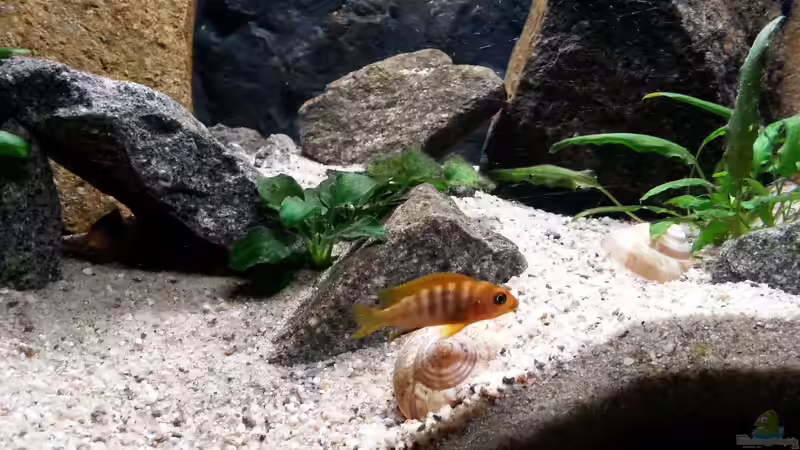 Besatz im Aquarium klein Afrika von junger Aquarianer (59)