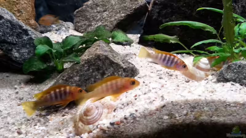 Besatz im Aquarium klein Afrika von junger Aquarianer (60)