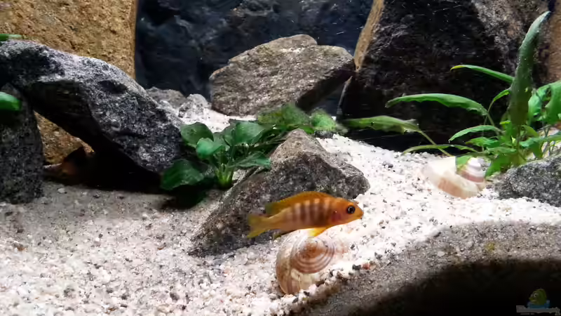 Besatz im Aquarium klein Afrika von junger Aquarianer (62)