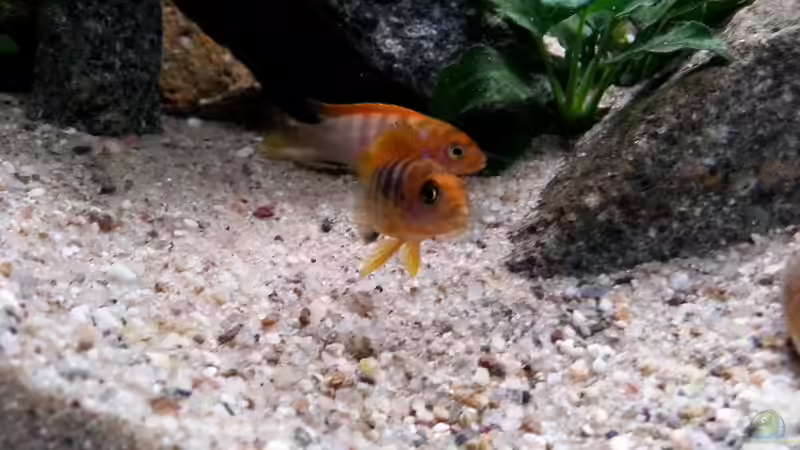 Besatz im Aquarium klein Afrika von junger Aquarianer (63)