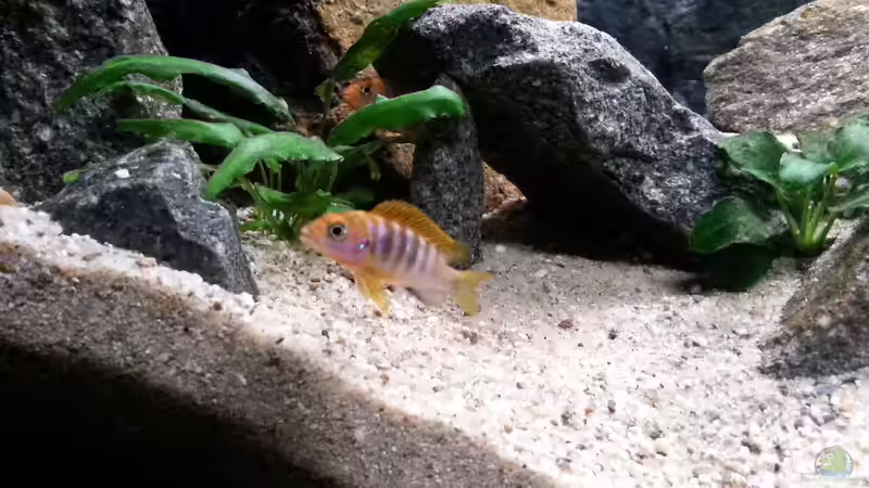 Besatz im Aquarium klein Afrika von junger Aquarianer (64)