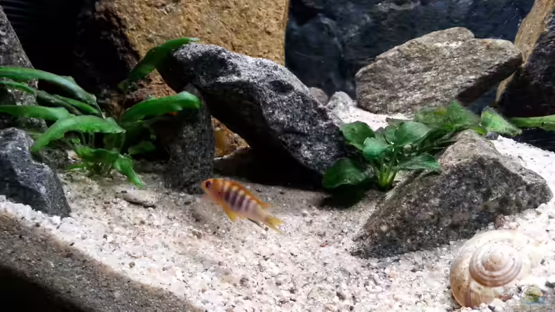 Besatz im Aquarium klein Afrika von junger Aquarianer (65)