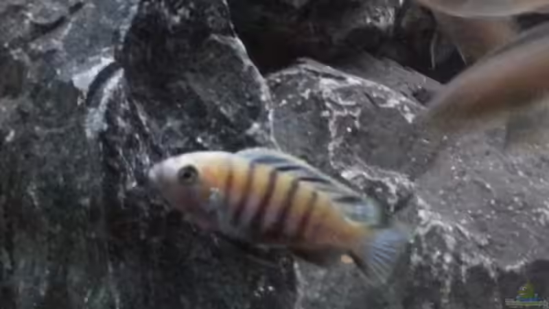 Besatz im Aquarium Klein Malawi in  - Nur noch als Beispiel von tripledad (22)