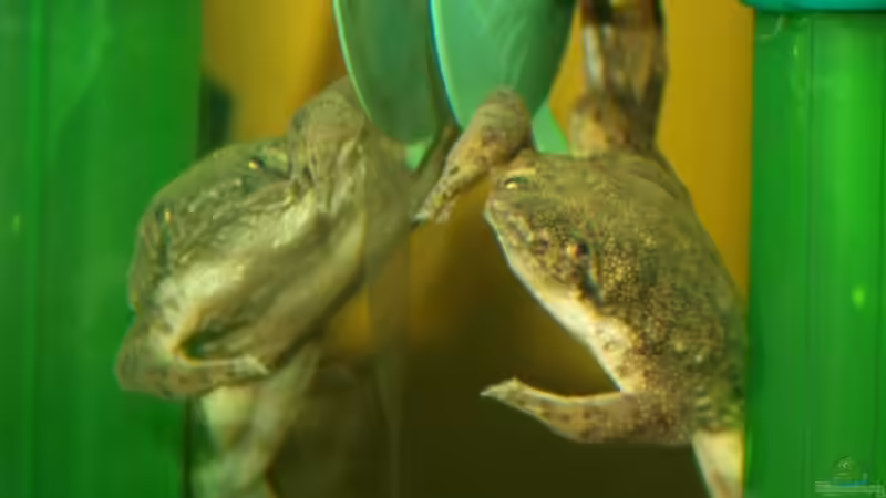 Besatz im Aquarium Klein-Südamerika. Mit Kröten. von JR (4)