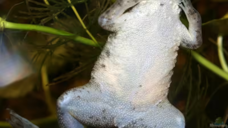 Besatz im Aquarium Klein-Südamerika. Mit Kröten. von JR (5)