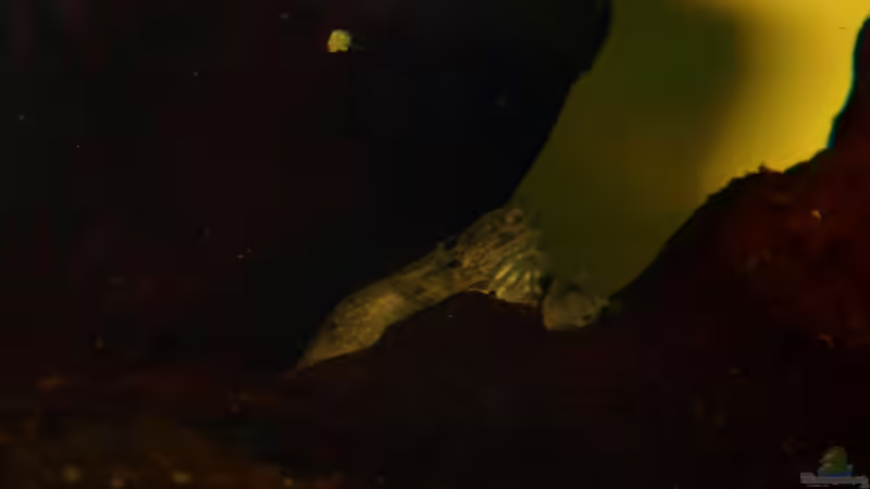 Besatz im Aquarium Klein-Südamerika. Mit Kröten. von JR (6)