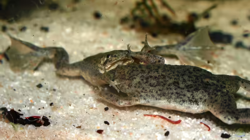 Besatz im Aquarium Klein-Südamerika. Mit Kröten. von JR (7)