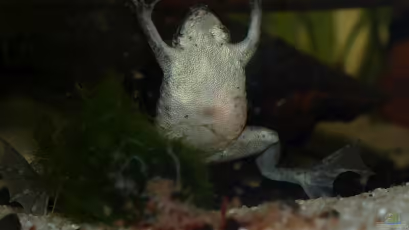 Besatz im Aquarium Klein-Südamerika. Mit Kröten. von JR (8)