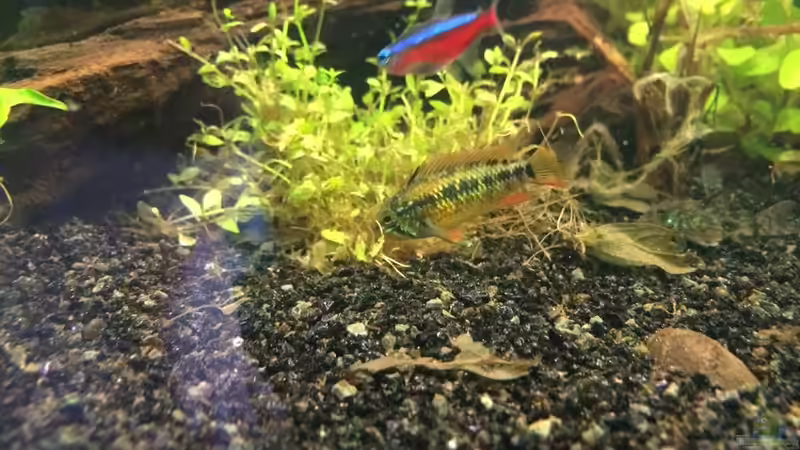 Besatz im Aquarium Klein Südamerika von Bader0203 (11)