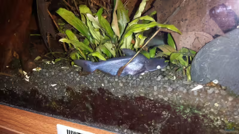 Besatz im Aquarium Kleine Amerika Räuberwelt von NRW (17)