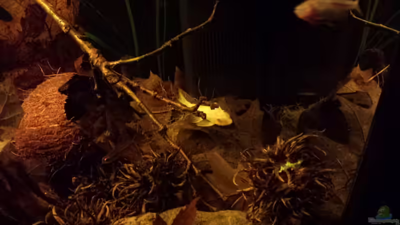 Besatz im Aquarium Kleine Amerika Räuberwelt von NRW (20)