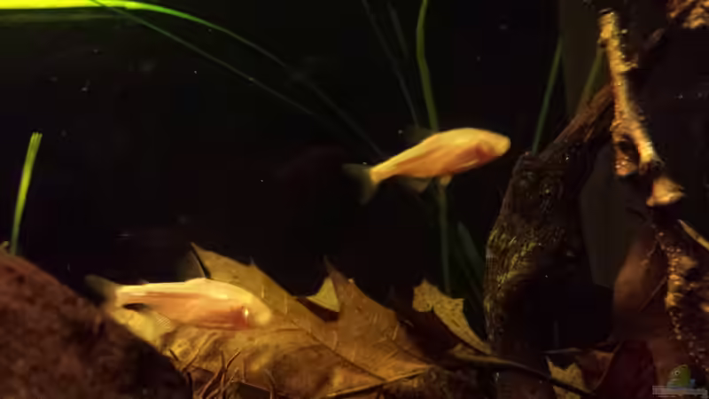 Besatz im Aquarium Kleine Amerika Räuberwelt von NRW (25)