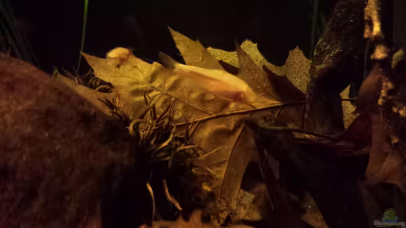 Besatz im Aquarium Kleine Amerika Räuberwelt von NRW (26)