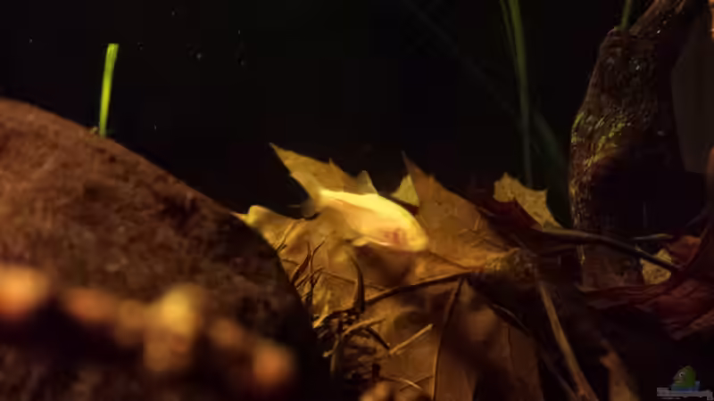 Besatz im Aquarium Kleine Amerika Räuberwelt von NRW (27)