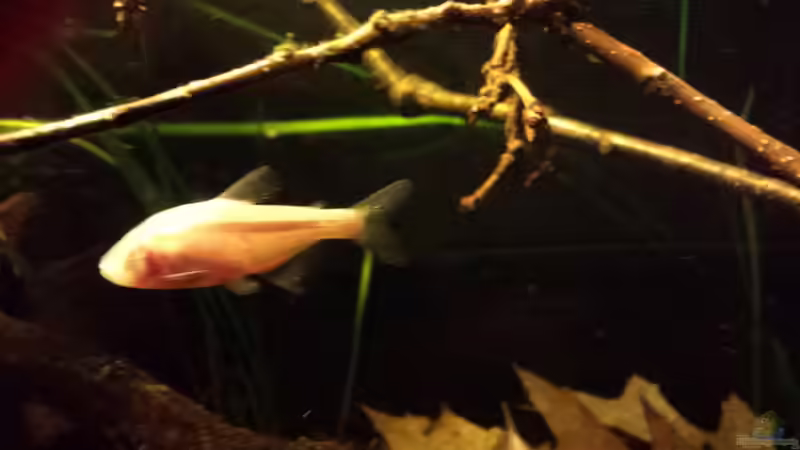 Besatz im Aquarium Kleine Amerika Räuberwelt von NRW (28)