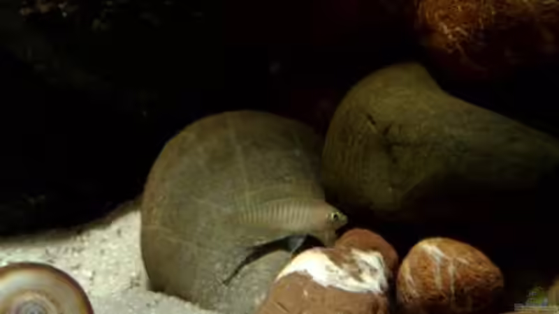 Besatz im Aquarium kleine Barsche von Chris_R. (32)