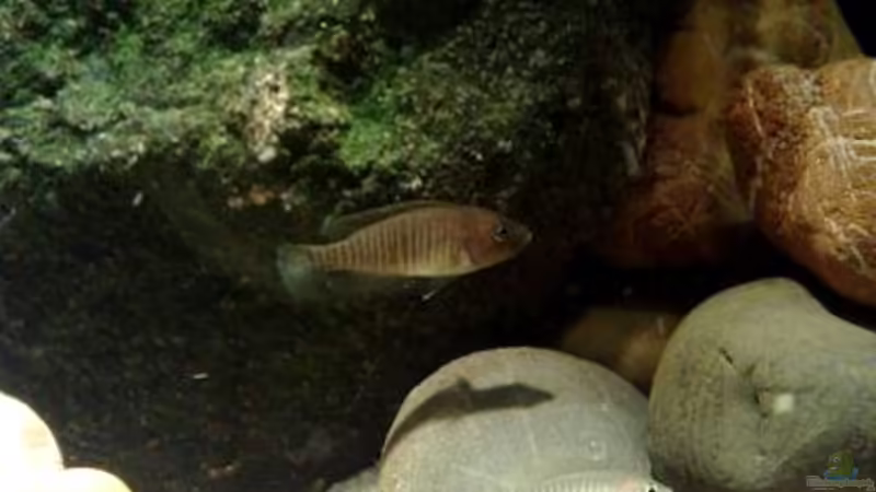 Besatz im Aquarium kleine Barsche von Chris_R. (34)