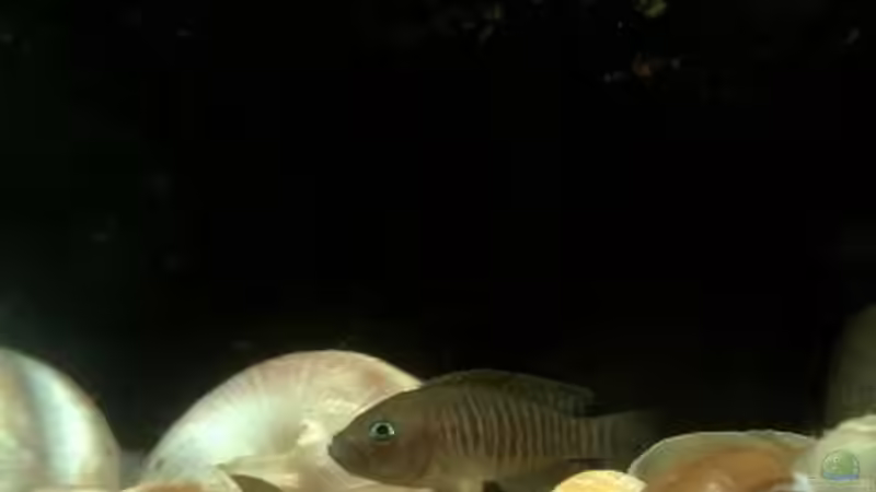 Besatz im Aquarium kleine Barsche von Chris_R. (35)