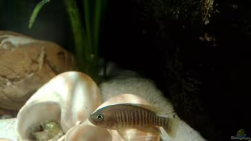 Besatz im Aquarium kleine Barsche von Chris_R. (38)