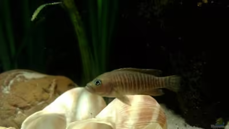 Besatz im Aquarium kleine Barsche von Chris_R. (39)