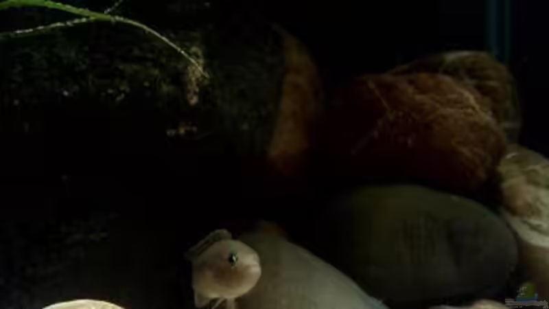 Besatz im Aquarium kleine Barsche von Chris_R. (42)