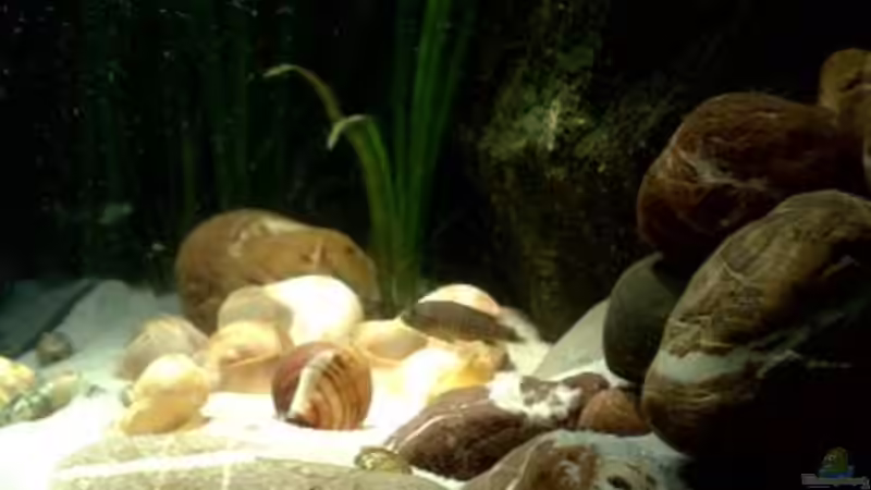 Besatz im Aquarium kleine Barsche von Chris_R. (43)