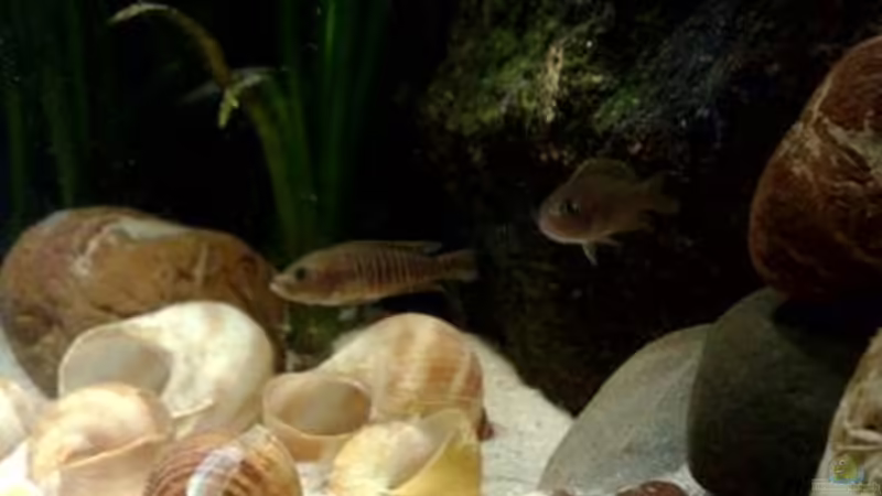 Besatz im Aquarium kleine Barsche von Chris_R. (45)
