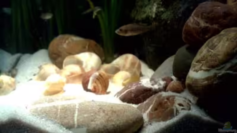 Besatz im Aquarium kleine Barsche von Chris_R. (47)