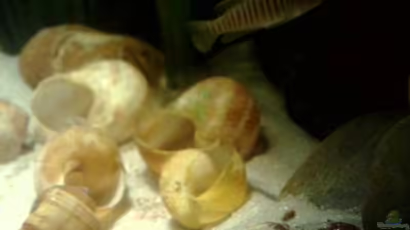 Besatz im Aquarium kleine Barsche von Chris_R. (50)