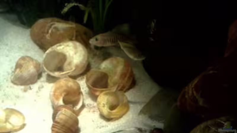 Besatz im Aquarium kleine Barsche von Chris_R. (51)