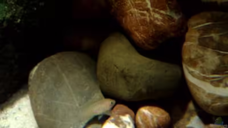 Besatz im Aquarium kleine Barsche von Chris_R. (53)