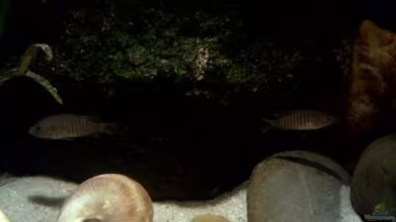 Besatz im Aquarium kleine Barsche von Chris_R. (54)