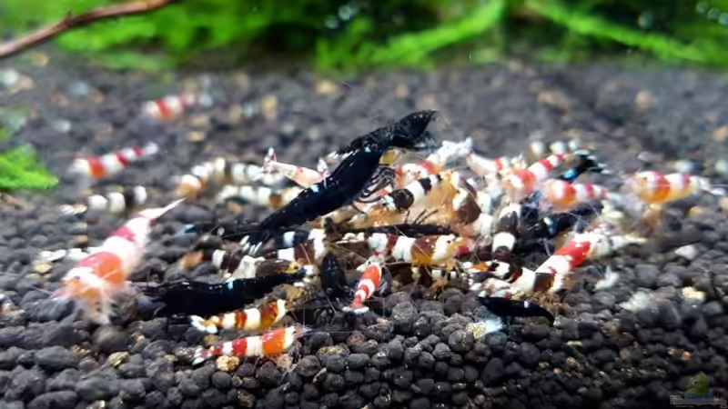 Besatz im Aquarium Kleine Brillanten auf sechs Beinen (Nur noch Bsp.) von YoshiMaus (3)