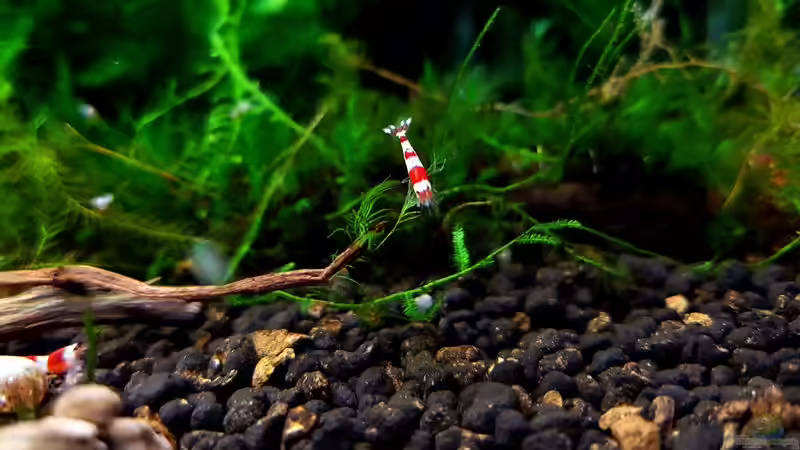 Besatz im Aquarium Kleine Brillanten auf sechs Beinen (Nur noch Bsp.) von YoshiMaus (5)