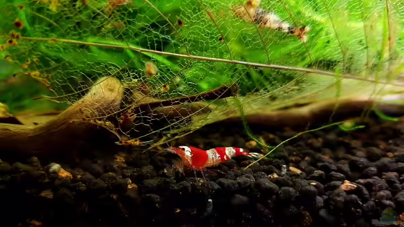 Besatz im Aquarium Kleine Brillanten auf sechs Beinen (Nur noch Bsp.) von YoshiMaus (7)