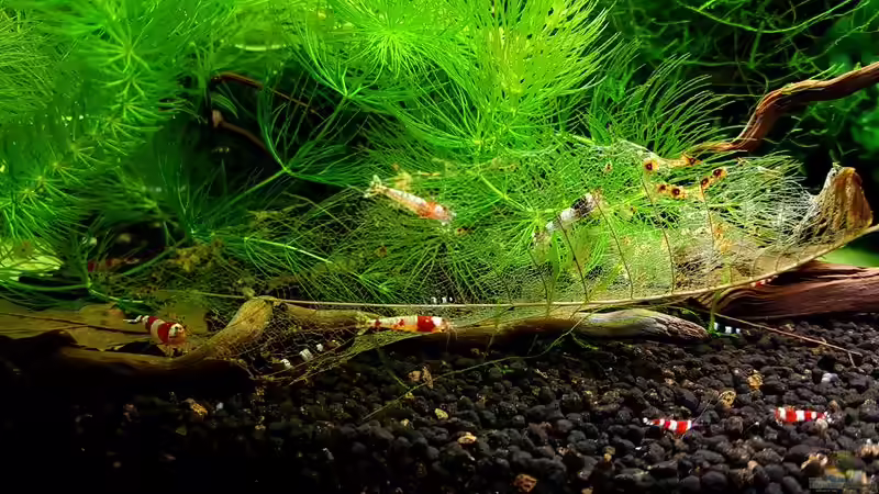 Besatz im Aquarium Kleine Brillanten auf sechs Beinen (Nur noch Bsp.) von YoshiMaus (8)