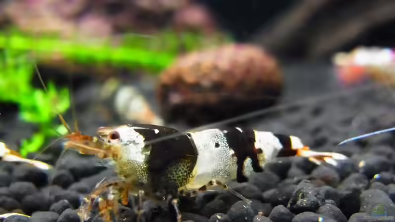 Besatz im Aquarium Kleine Brillanten auf sechs Beinen (Nur noch Bsp.) von YoshiMaus (9)