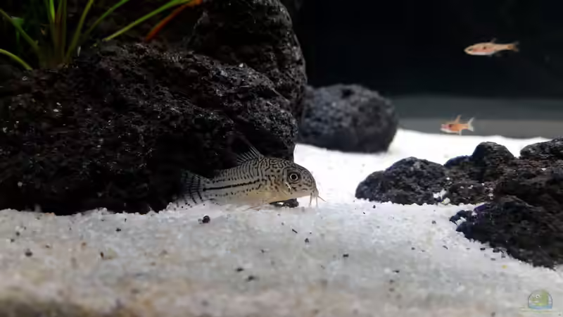 Besatz im Aquarium Kleine Fische nur noch als Beispiel von PanzerwelsFan (19)