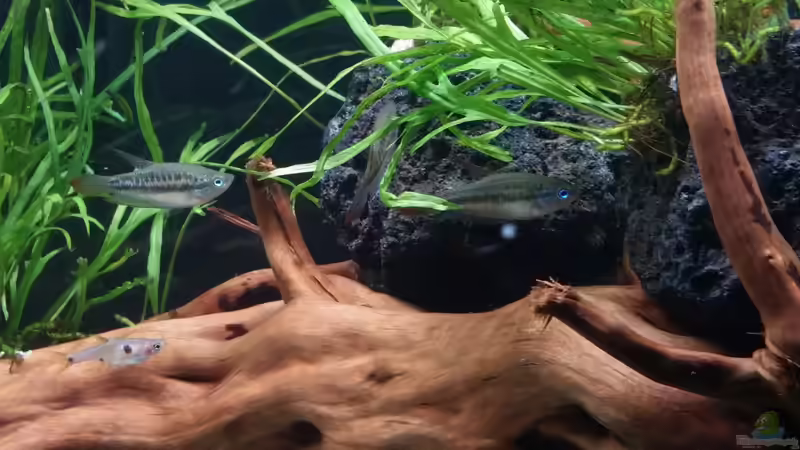 Besatz im Aquarium Kleine Fische nur noch als Beispiel von PanzerwelsFan (21)