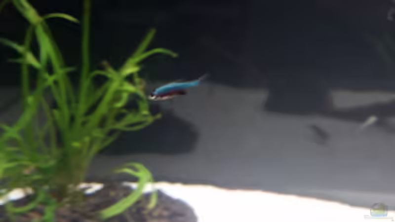 Besatz im Aquarium Kleine Fische nur noch als Beispiel von PanzerwelsFan (23)