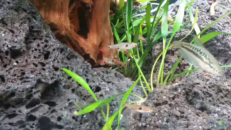 Besatz im Aquarium Kleine Fische nur noch als Beispiel von PanzerwelsFan (25)