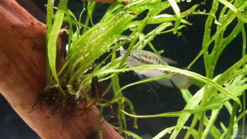 Besatz im Aquarium Kleine Fische nur noch als Beispiel von PanzerwelsFan (27)