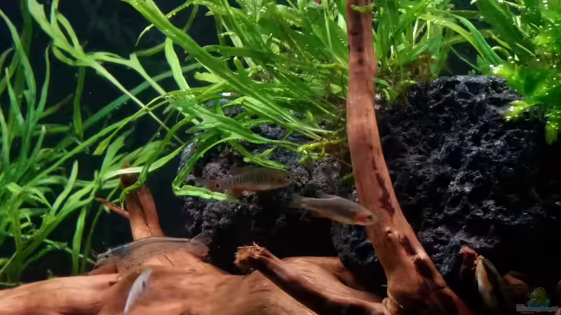 Besatz im Aquarium Kleine Fische nur noch als Beispiel von PanzerwelsFan (30)